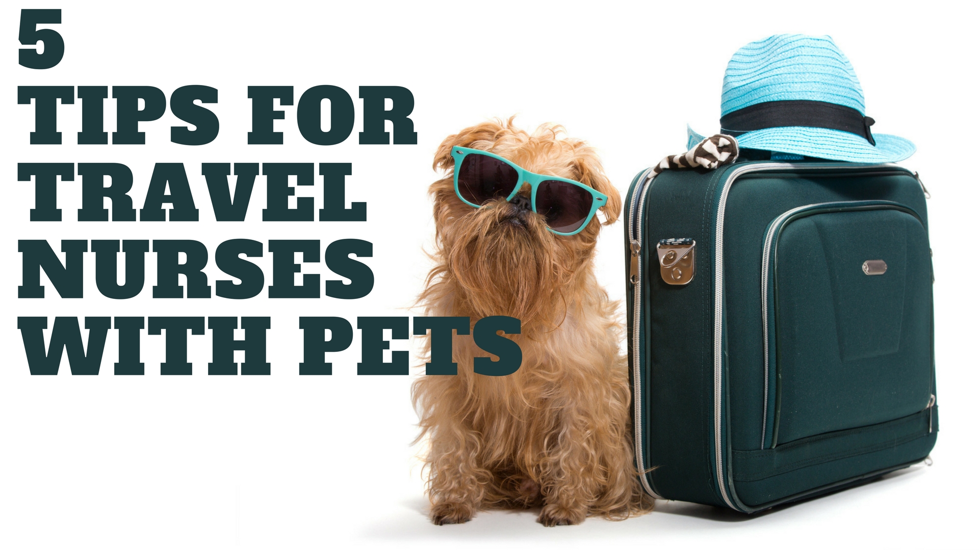 5 Tips for Travel Nurses with Pets - AHS MedStat